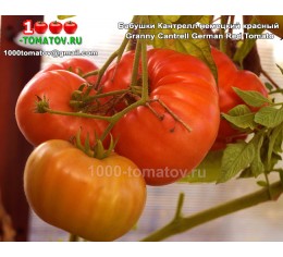 Томат БАБУШКИ КАНТРЕЛЛ НЕМЕЦКИЙ КРАСНЫЙ Granny Cantrell German Red Tomatо