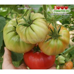 Томат ВЕЛИКОЛЕПНЫЙ БОННИ фото и описание сорта на 1000-tomatov.ru