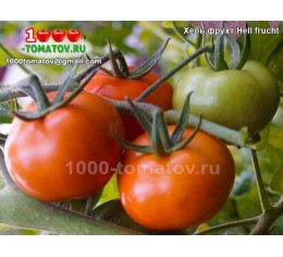 Томат ХЕЛЬ ФРУХТ Hell frucht