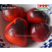 Томат КАС 21  Kas 21