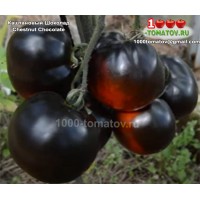 Томат КАШТАНОВЫЙ ШОКОЛАД Chestnut Chocolate