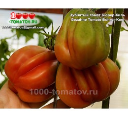 Томат Зубчатый томат Бюрер-Киль Gezahne Tomate Buhrer-Keel