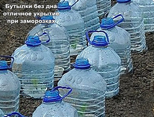 Защита от заморозков - минитепличка из бутылки