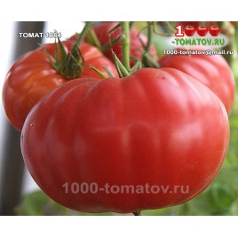Томат 1884