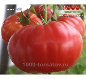 Томат 1884