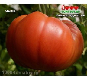 Томат АБАНО