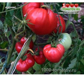 Томат АДОНИС 