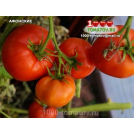 Томат АФОНСКИЕ