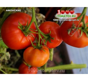 Томат АФОНСКИЕ