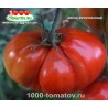 Томат АЛЁНА МИНУСИНСКАЯ Томат АЛЁНА МИНУСИНСКАЯ