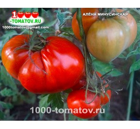 Томат АЛЁНА МИНУСИНСКАЯ Томат АЛЁНА МИНУСИНСКАЯ