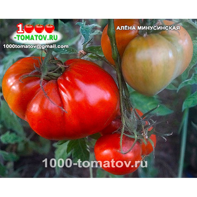 Томат АЛЁНА МИНУСИНСКАЯ Томат АЛЁНА МИНУСИНСКАЯ