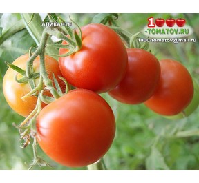 Томат АЛИКАНТЕ