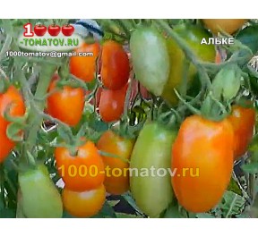 Томат АЛЬКЕ