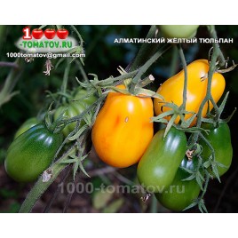 Томат АЛМАТИНСКИЙ ЖЁЛТЫЙ ТЮЛЬПАН