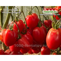 Томат АЛМАТИНСКИЙ  ТЮЛЬПАН КРАСНЫЙ