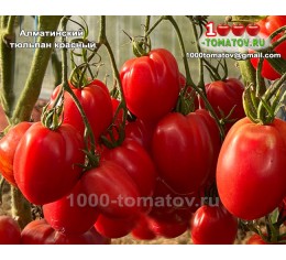Томат АЛМАТИНСКИЙ  ТЮЛЬПАН КРАСНЫЙ