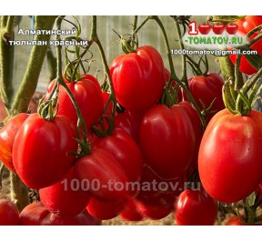 Томат АЛМАТИНСКИЙ  ТЮЛЬПАН КРАСНЫЙ