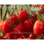 Томат АЛМАТИНСКИЙ  ТЮЛЬПАН КРАСНЫЙ