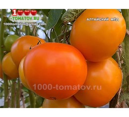 Томат АЛТАЙСКИЙ МЁД