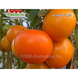 Томат АЛТАЙСКИЙ МЁД