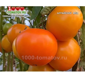 Томат АЛТАЙСКИЙ МЁД