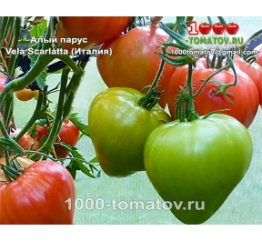 Томат АЛЫЙ ПАРУС