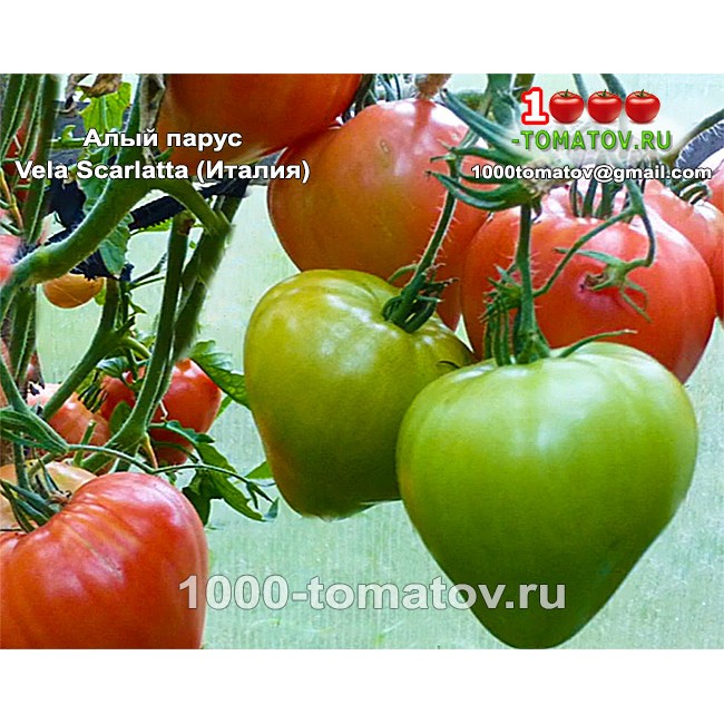 Томат АЛЫЙ ПАРУС Томат АЛЫЙ ПАРУС