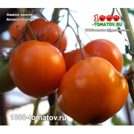Томат АМАНА ОРАНЖ  Amana Orange