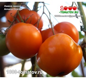 Томат АМАНА ОРАНЖ  Amana Orange