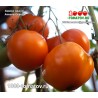 Томат АМАНА ОРАНЖ  Amana Orange
