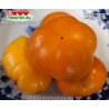 Томат АМАНА ОРАНЖ  Amana Orange