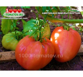Томат АМЕРИКАНСКИЙ ВЫТЯНУТЫЙ
