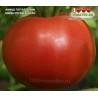 Томат АМИШ ПОТАТО ЛИФ