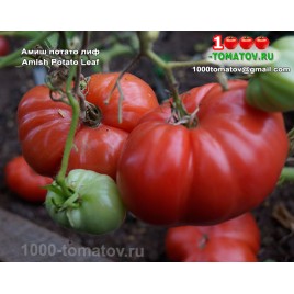 Томат АМИШ ПОТАТО ЛИФ