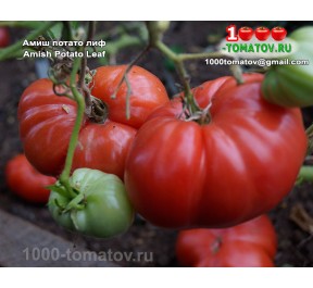 Томат АМИШ ПОТАТО ЛИФ