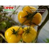 Томат АМИШЕЙ ЖЁЛТЫЙ ГИГАНТ Томат АМИШЕЙ ЖЁЛТЫЙ ГИГАНТ