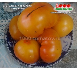 Томат АНАНАСНЫЙ ПОРОСЁНОК Pineapple Pig