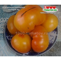 Томат АНАНАСНЫЙ ПОРОСЁНОК Pineapple Pig