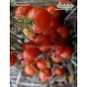 Томат АНГОРСКЙ СУПЕРСЛАДКИЙ Angora Super Sweet