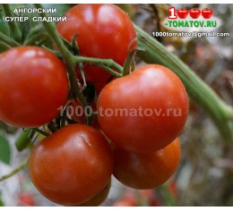 Томат АНГОРСКЙ СУПЕРСЛАДКИЙ Angora Super Sweet