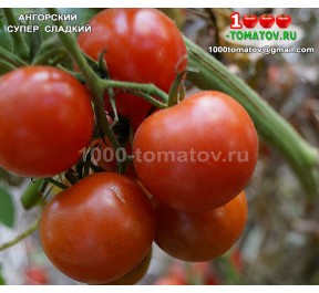 Томат АНГОРСКЙ СУПЕРСЛАДКИЙ Angora Super Sweet