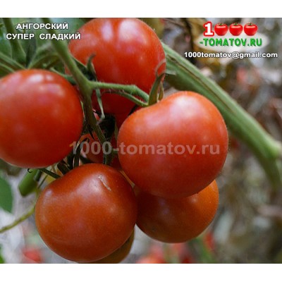 Томат АНГОРСКЙ СУПЕРСЛАДКИЙ Angora Super Sweet
