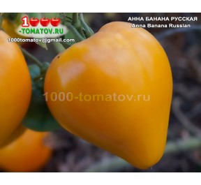 Томат АННА БАНАНА Anna Banana Russian  