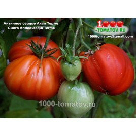 Томат АНТИЧНОЕ СЕРДЦЕ АКВИ ТЕРМЕ Cuoro Antico Acqui Terme