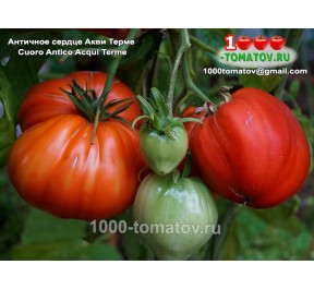 Томат АНТИЧНОЕ СЕРДЦЕ АКВИ ТЕРМЕ Cuoro Antico Acqui Terme