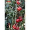 Томат АНЖЕЛА ГИГАНТ