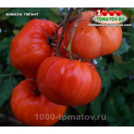 Томат АНЖЕЛА ГИГАНТ