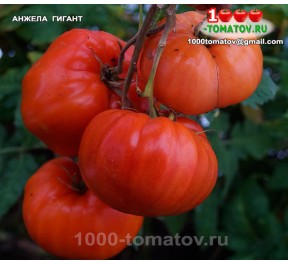 Томат АНЖЕЛА ГИГАНТ