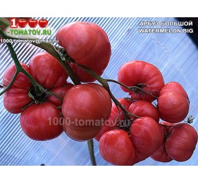 Томат АРБУЗ БОЛЬШОЙ